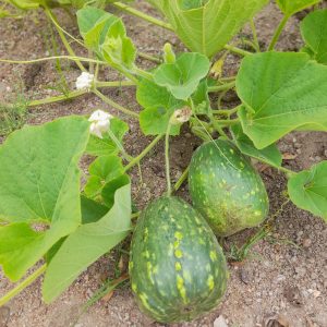 Maraka/Gourd Seeds