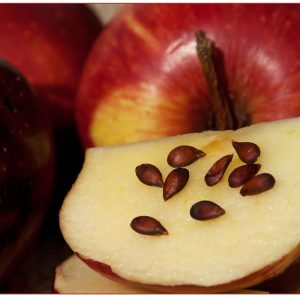 Apple Seeds