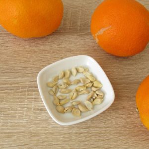 Namune/Orange Seeds