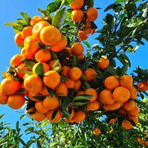 Nariki/Naartjie Seeds