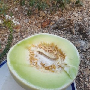 Honeydew Melon Seeds