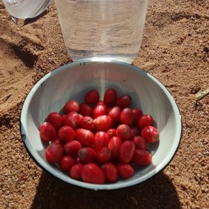 Wild Berry Fruit Seeds