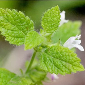 Lemon balm