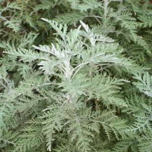 Wormwood herb