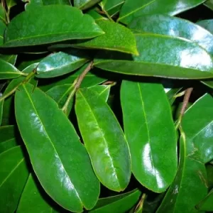 soursop leaves