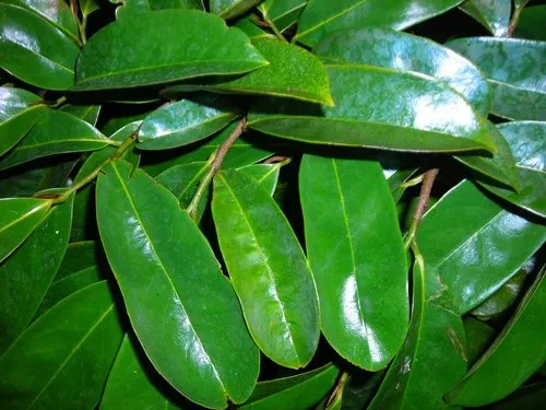 soursop leaves