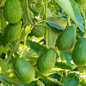 Avocado Leaves