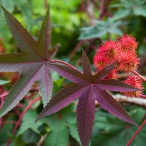 Castor Plant