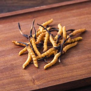 Cordyceps