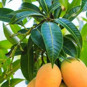 Mango Leaves