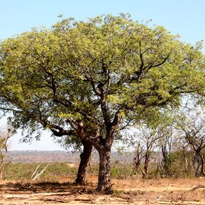 Marula bark