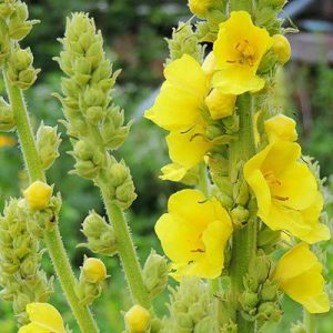 Mullein