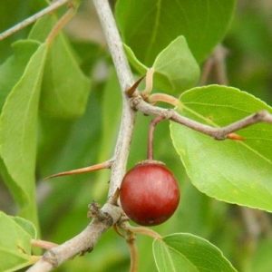 buffolo Thorn leaves