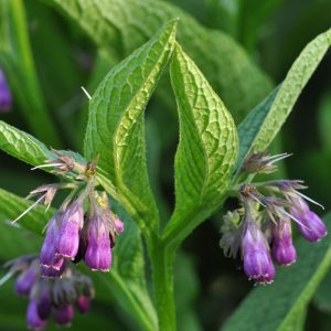 comfrey