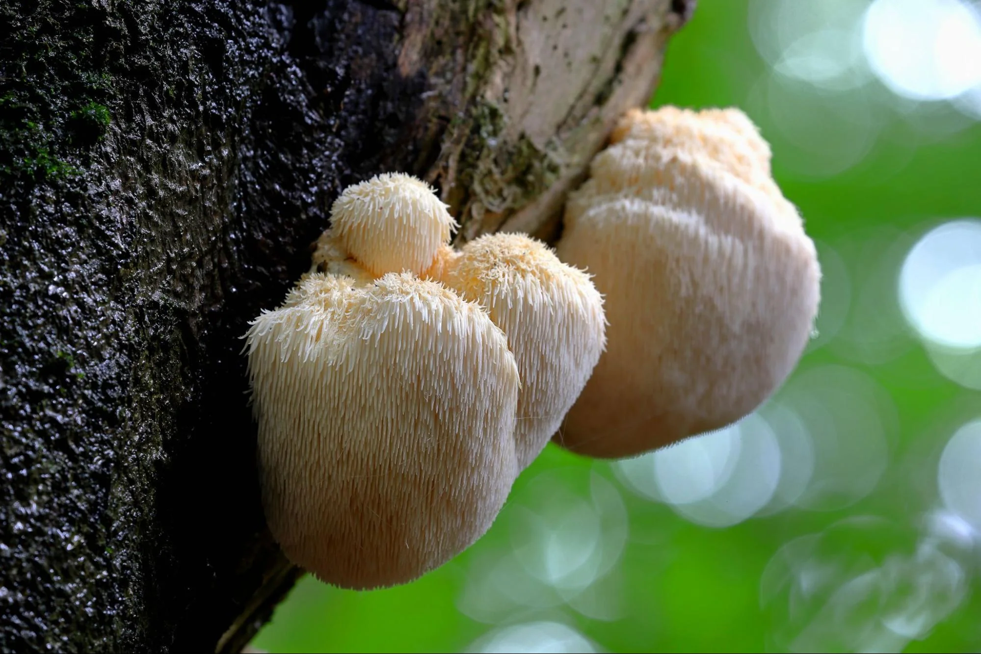 Lions Mane Capsules - Image 2