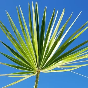 saw palmetto