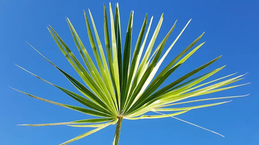 saw palmetto