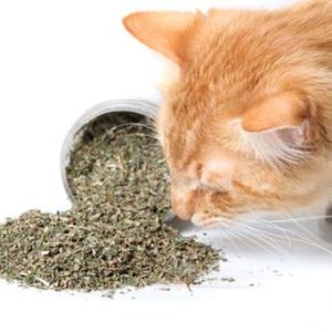 Catnip