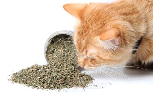 Catnip