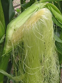 Cornsilk | Inwele Zombila