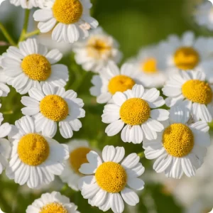 Feverfew