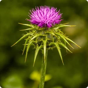 Holy Thistle Herb