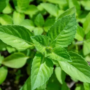 Holy basil