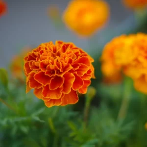 Marigold Flower