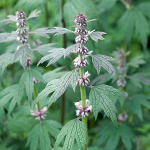 Motherwort herb