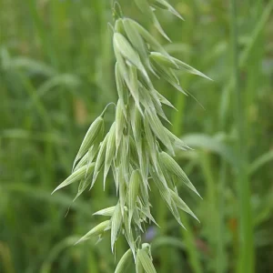 Oatstraw herb