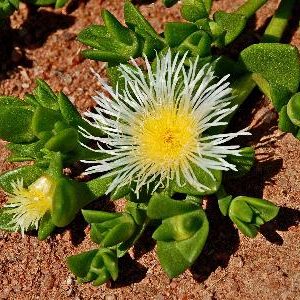 Sceletium tortuosum