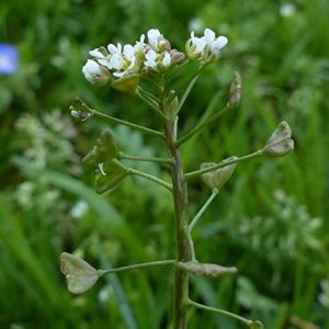 Shepherd's Purse herb