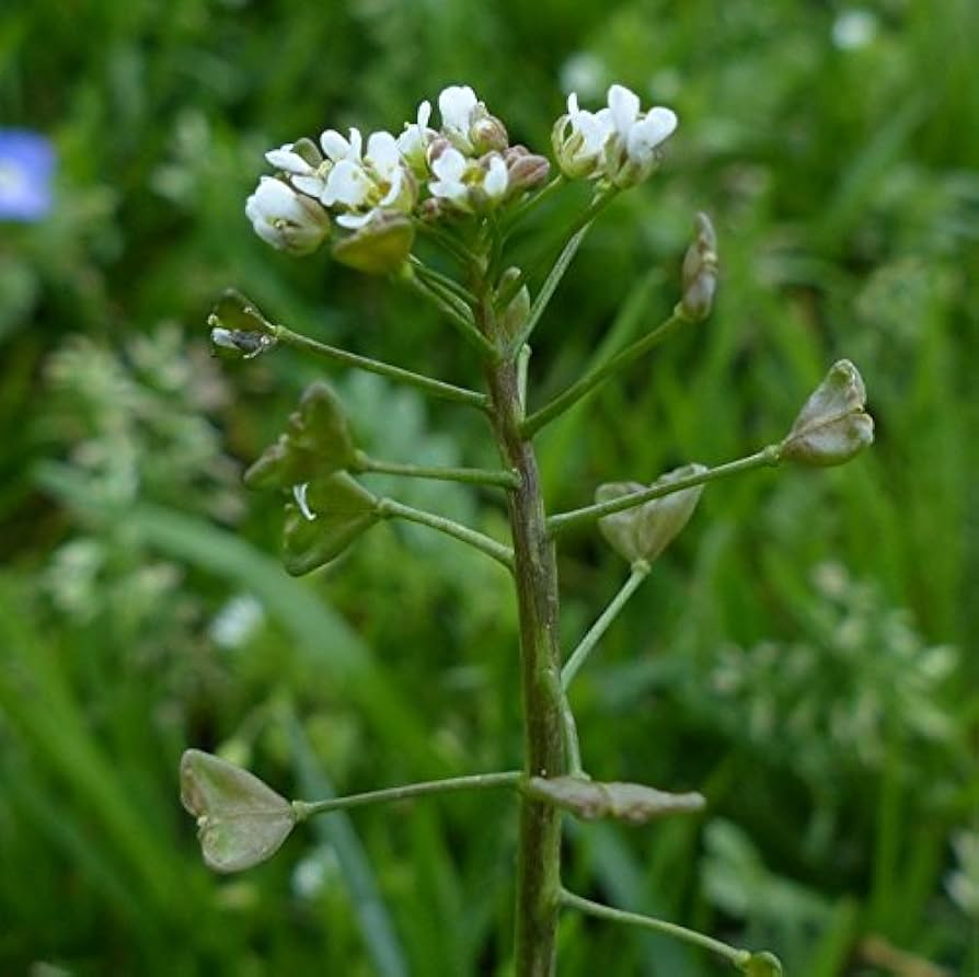 Shepherd's Purse herb