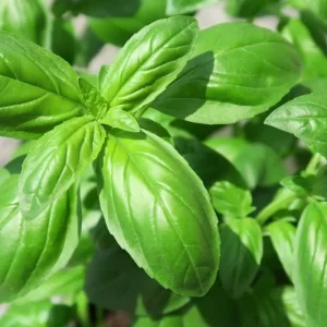 Sweet Basil