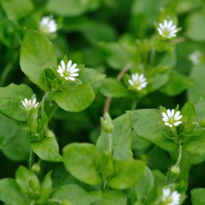 Chickweed Herb