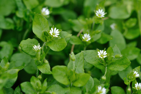 Chickweed Herb