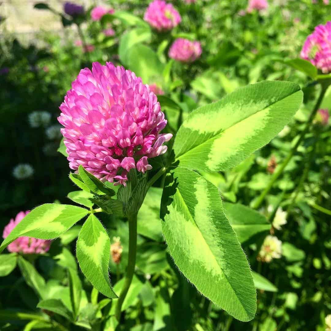 Red Clover Herb