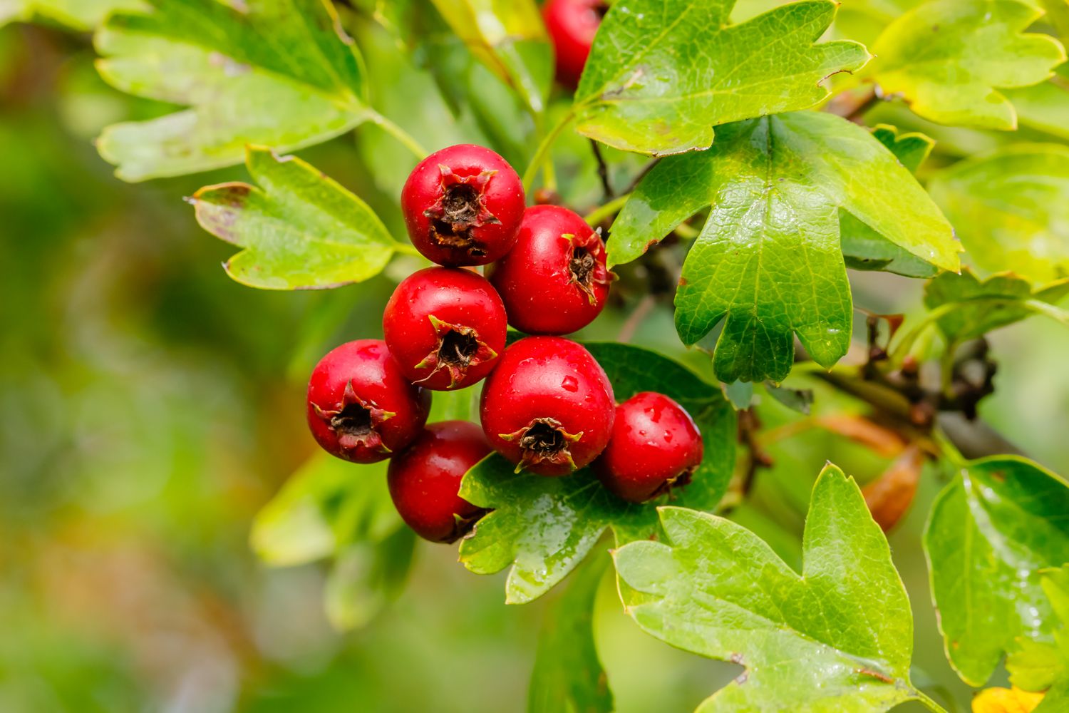 Hawthorn Berry - Image 2