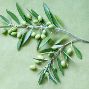 Olive Leaf Herb