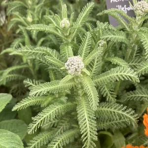 Yarrow Herb