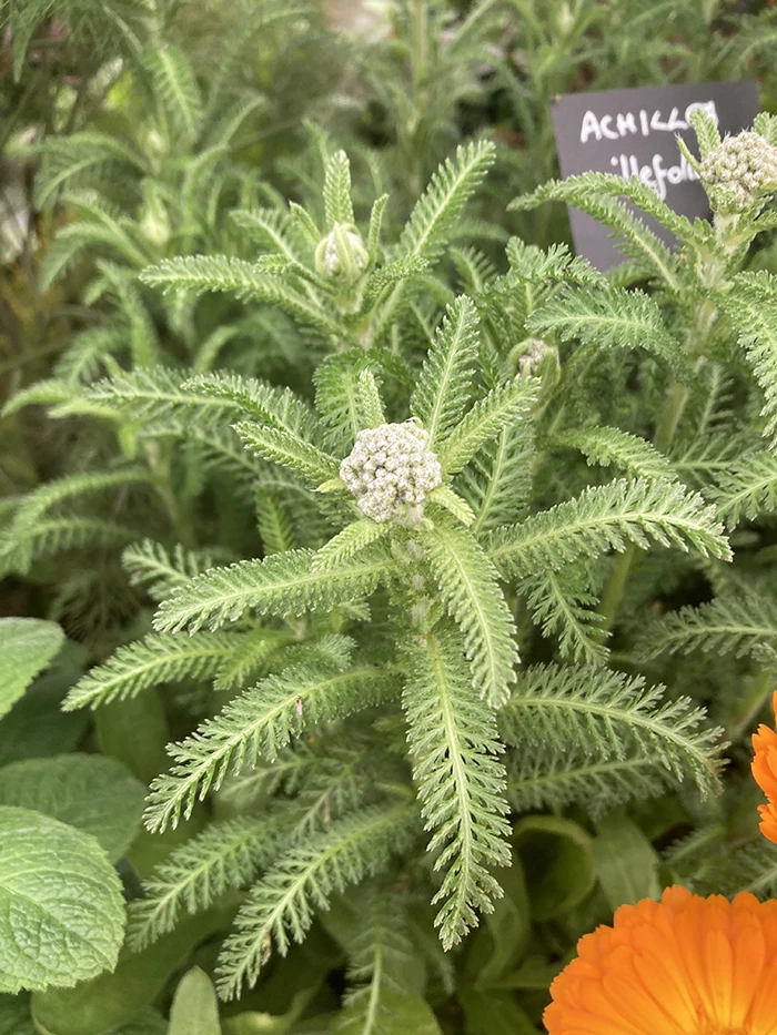 Yarrow Herb
