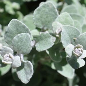 Umzikanyoni herb Leaves