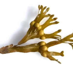 Bladderwrack
