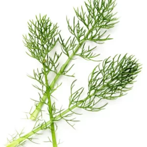 Horsetail herb