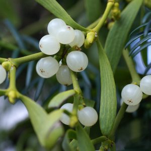 Mistletoe Herb